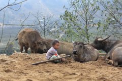 21-Child and buffaloes